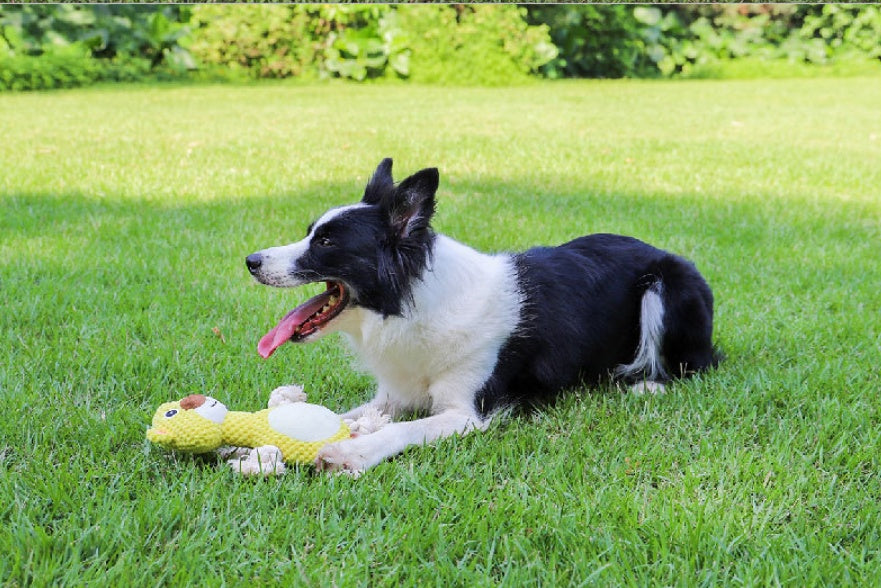 Bite Resistant Pet Dog Toy